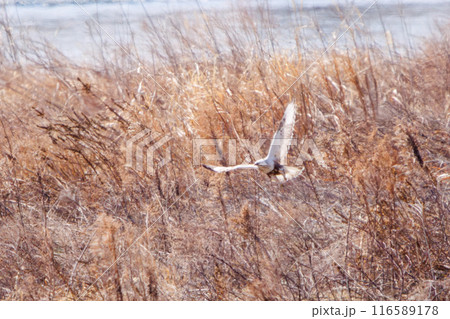 葦原から飛び出す美しいケアシノスリ(タカ科)。  日本国群馬県、利根川河川敷にて。 葦原から飛び出す美しいケアシノスリ(タカ科)。  日本国群馬県、利根川河川敷にて。 116589178