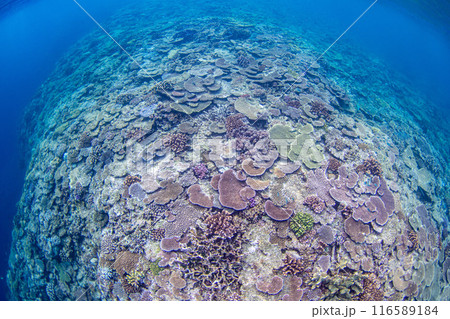 サンゴ礁の海 116589184