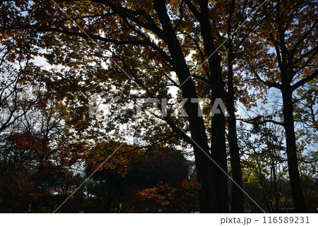 茨城県植物園　2023-11-28　＃17 116589231