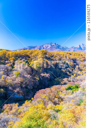 【秋素材】八ヶ岳大橋から見る紅葉時期の八ヶ岳と青空【山梨県】 116589275