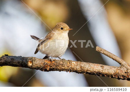 飛び出す尻尾が可愛いニシオジロビタキ(ヒタキ科)。 日本国埼玉県北葛飾郡、まつぶし緑の丘公園にて。 飛び出す尻尾が可愛いニシオジロビタキ(ヒタキ科)。 日本国埼玉県北葛飾郡、まつぶし緑の丘公園にて。 116589410