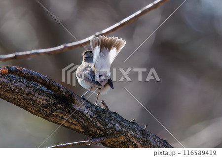 飛び出す尻尾が可愛いニシオジロビタキ（ヒタキ科）。  日本国埼玉県北葛飾郡、まつぶし緑の丘公園にて。 116589419