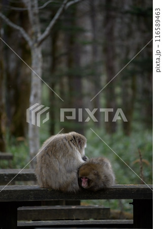 Mother monkey and baby bonding in Japan's jungle. Adorable grooming moments, curious expressions, and tropical wildlife captured in a captivating family portrait. Mother monkey and baby bonding in Japan's jungle. Adorable grooming moments, curious expressions, and tropical wildlife captured in a captivating family portrait. 116589463