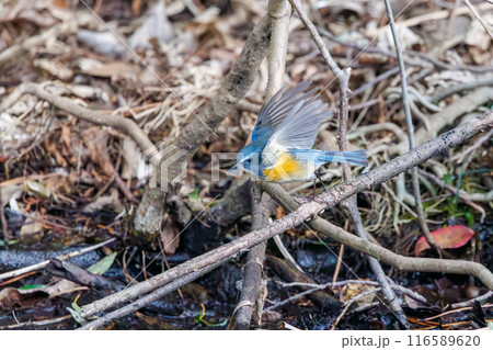 羽ばたいて飛び出す幸せの青い鳥、可愛いルリビタキ（ヒタキ科）。  日本国東京都文京区、小石川植物園に 116589620