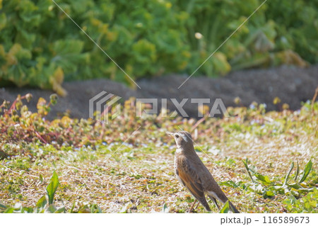 地面を歩くツグミ 116589673