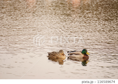 池を泳ぐつがいのマガモ 116589674
