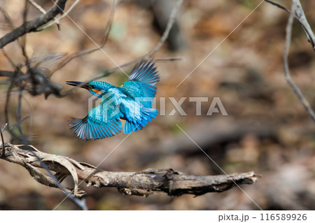 餌を捕らえるために水に飛び込む可愛いカワセミ（カワセミ科）。  日本国東京都文京区、小石川植物園にて 116589926