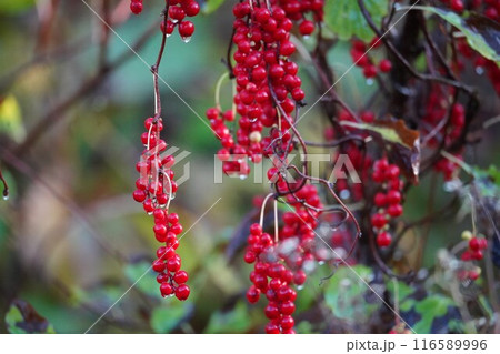 秋の鮮やかな赤実・朝鮮五味子 116589996