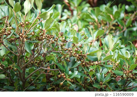 花後間もなく出来たモッコクの実・2024年㋆  花後間もなく出来たモッコクの実・2024年㋆  116590009