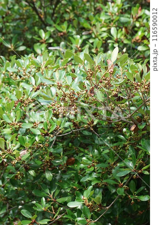 花後間もなく出来たモッコクの実・2024年㋆　 116590012