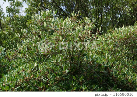 花後間もなく出来たモッコクの実・2024年㋆　 116590016