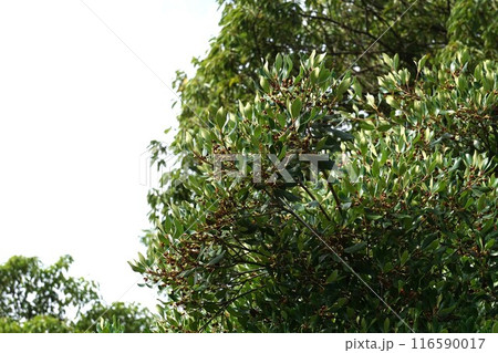 花後間もなく出来たモッコクの実・2024年㋆  花後間もなく出来たモッコクの実・2024年㋆  116590017