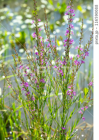 Ivan-tea purple flowers in the meadow. 116590088