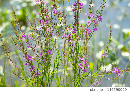 Ivan-tea purple flowers in the meadow. Ivan-tea purple flowers in the meadow. 116590090