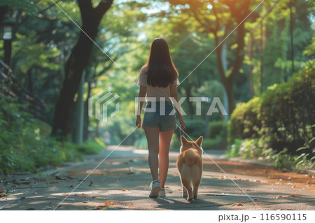 柴犬と散歩する日本人女性 116590115