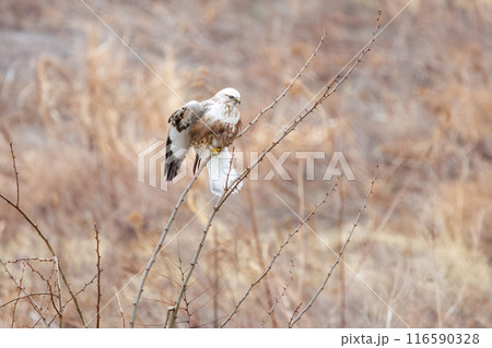 止まり木に飛びつく美しいケアシノスリ（タカ科）。  日本国群馬県、利根川河川敷にて。 116590328