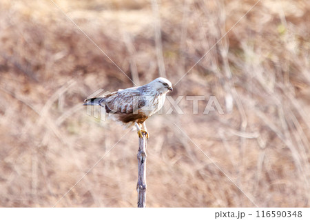 止まり木に飛びつく美しいケアシノスリ（タカ科）。  日本国群馬県、利根川河川敷にて。 116590348