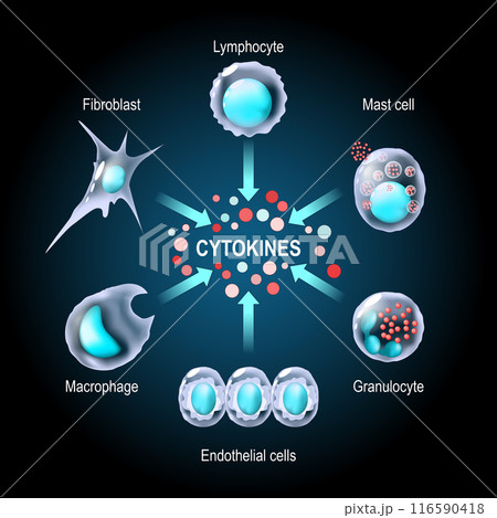 Cytokines are produced by macrophage, lymphocyte, mast cell, endothelial cells and fibroblast Cytokines are produced by macrophage, lymphocyte, mast cell, endothelial cells and fibroblast 116590418