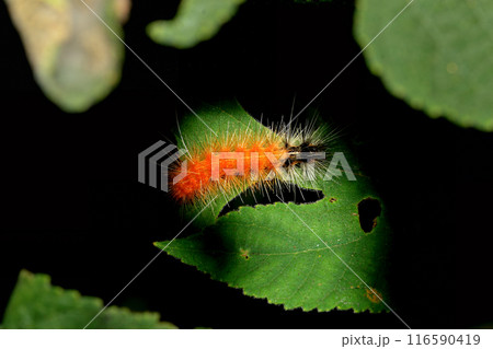 Orange caterpillar of Spilarctia subcarnea on green leaf. Wulai, Taiwan. 116590419