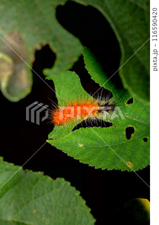 Orange caterpillar of Spilarctia subcarnea on green leaf. Wulai, Taiwan. Orange caterpillar of Spilarctia subcarnea on green leaf. Wulai, Taiwan. 116590420