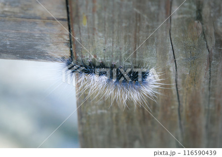 The black caterpillar is the larva of the tiger moth (Macrobrochis gigas). 116590439