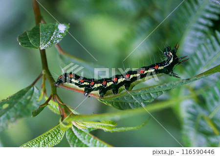 Arcte coerula Caterpillar with Red Spots and Black Stripes, Taiwan. Arcte coerula Caterpillar with Red Spots and Black Stripes, Taiwan. 116590446
