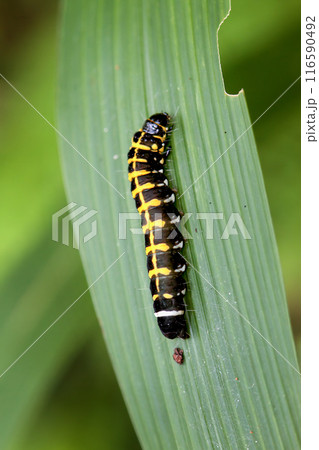 Vibrant Hyblaea Firmamentum Caterpillar on Leaf in Wulai, Taiwan. Vibrant Hyblaea Firmamentum Caterpillar on Leaf in Wulai, Taiwan. 116590492