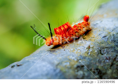 A vibrant orange Neocifuna Olivacea caterpillar in Wulai, New Taipei. 116590496