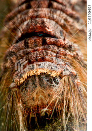 Detailed Close-Up of Lebeda Nobilis Caterpillar in Wulai, Taiwan. Detailed Close-Up of Lebeda Nobilis Caterpillar in Wulai, Taiwan. 116590498