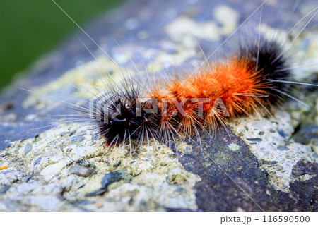 Vibrant lichen moth caterpillar in Wulai, Taiwan. 116590500