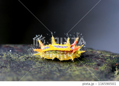 Vibrant slug caterpillar on green plants. Wulai, Taiwan. 116590501