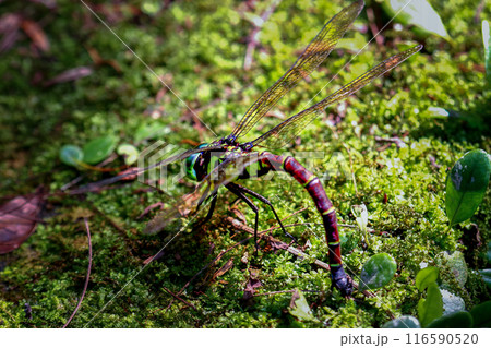 Ovipositing Giant Dragonfly(Anotogaster sieboldii) in Lush Greenery, Taiwan. 116590520