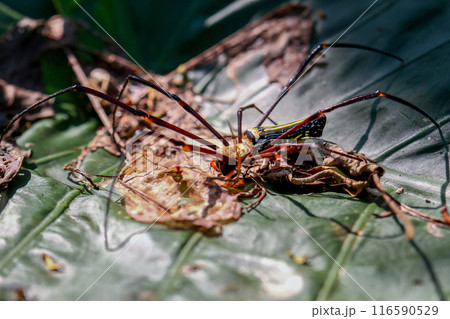 Predatory elegance Predatory elegance 116590529