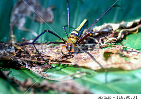 Predatory elegance Predatory elegance 116590531