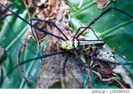 Predatory elegance 116590532