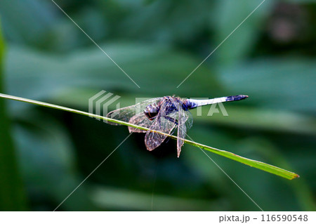 Resting Orthetrum Triangulare Dragonfly on Leaf in Wulai, Taiwan. Resting Orthetrum Triangulare Dragonfly on Leaf in Wulai, Taiwan. 116590548