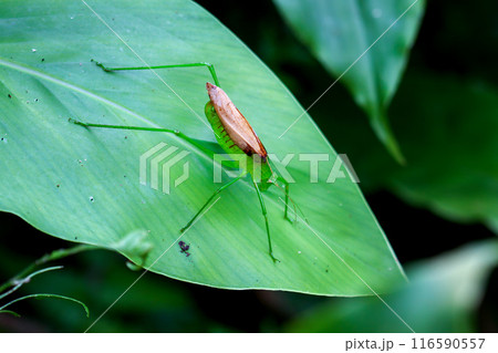 Vibrant green katydid - Tettigoniidae in natural habitat. 116590557