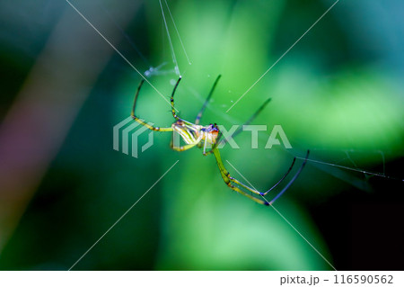 Orchard spider in its web - Leucauge magnifica close-up. 116590562