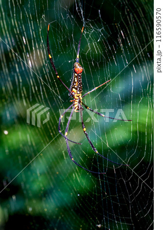 Predatory elegance Predatory elegance 116590570