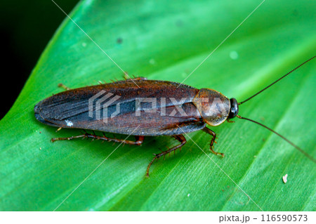 Dark Brown Cockroach(Blattodea or Blattaria) on Lush Green Leaf. Wulai, Taiwan. Dark Brown Cockroach(Blattodea or Blattaria) on Lush Green Leaf. Wulai, Taiwan. 116590573