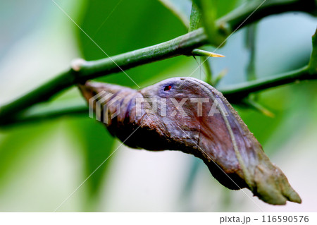 Papilion(or Swallowtail) butterfly pupa on a thorn branch in Wulai, Taiwan. Papilion(or Swallowtail) butterfly pupa on a thorn branch in Wulai, Taiwan. 116590576