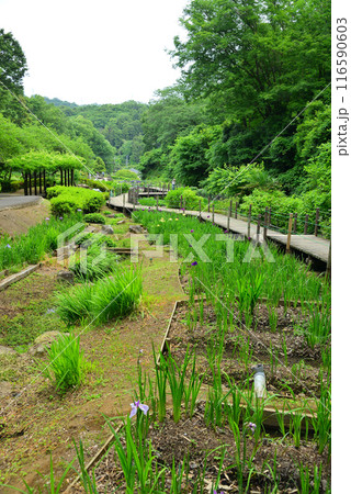 谷戸が菖蒲で埋まる二宮せせらぎ公園 116590603