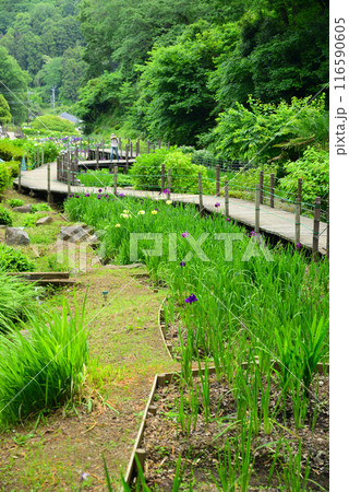谷戸が菖蒲で埋まる二宮せせらぎ公園 谷戸が菖蒲で埋まる二宮せせらぎ公園 116590605