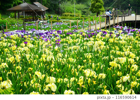 谷戸が菖蒲で埋まる二宮せせらぎ公園 116590614