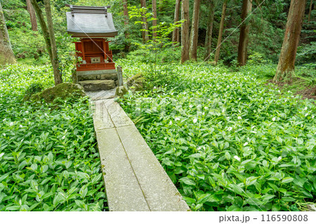 滋賀県東近江市 新緑の百済寺の境内にある弁天堂と見頃の半化粧の白い葉 滋賀県東近江市 新緑の百済寺の境内にある弁天堂と見頃の半化粧の白い葉 116590808