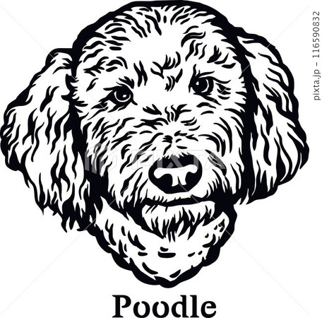 Poodle - Funny Dog, Vector File, Cut Stencil for Tshirt Poodle - Funny Dog, Vector File, Cut Stencil for Tshirt 116590832