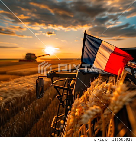 the combine harvester harvests wheat in the field 116590923
