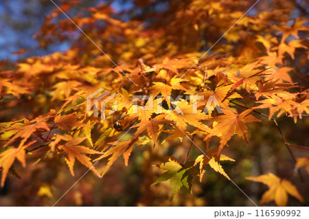 紅葉したモミジ 紅葉したモミジ 116590992