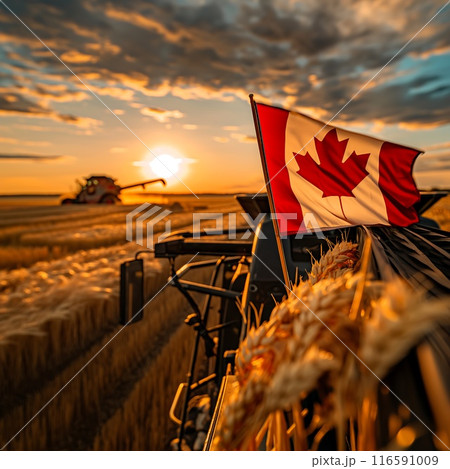 the combine harvester harvests wheat in the field with flag of Canada the combine harvester harvests wheat in the field with flag of Canada 116591009