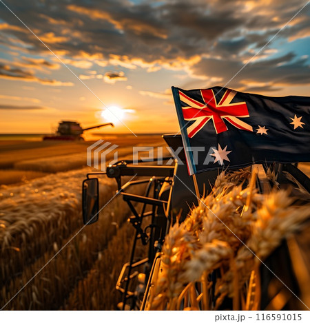 the combine harvester harvests wheat in the field with flag of Australia 116591015